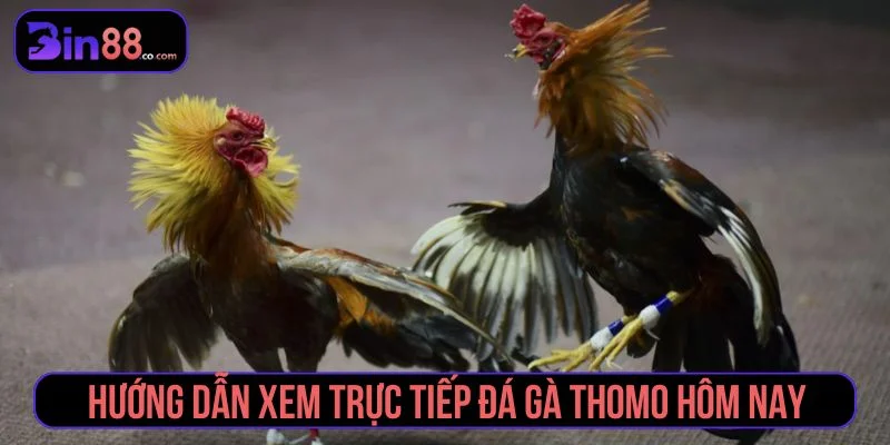Đá Gà Thomo - Cách Xem Trực Tiếp, Đọc Kèo Và Quản Lý Vốn - AZIVO