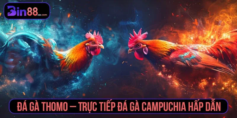 Đá Gà Thomo - Cách Xem Trực Tiếp, Đọc Kèo Và Quản Lý Vốn - AZIVO