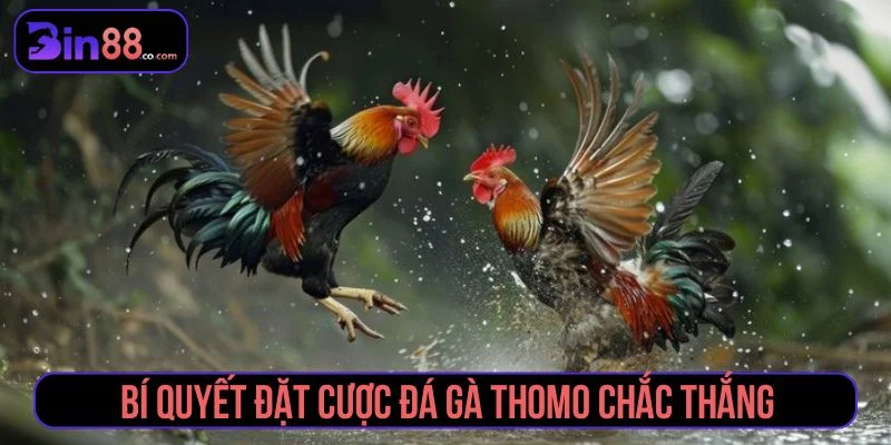 Đá Gà Thomo - Cách Xem Trực Tiếp, Đọc Kèo Và Quản Lý Vốn - AZIVO