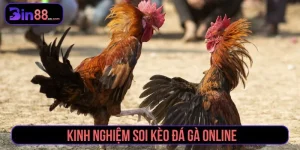 Đá Gà Bin88 – Trực Tiếp Từng Giây, Kịch Tính Tột Đỉnh - AZIVO