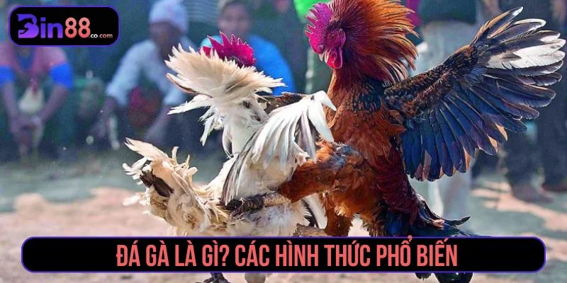 Kinh Nghiệm Soi Kèo Đá Gà - Cách Đọc Kèo Cho Người Mới - AZIVO