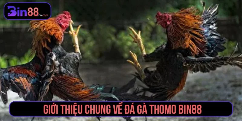 Đá Gà Thomo - Cách Xem Trực Tiếp, Đọc Kèo Và Quản Lý Vốn - AZIVO
