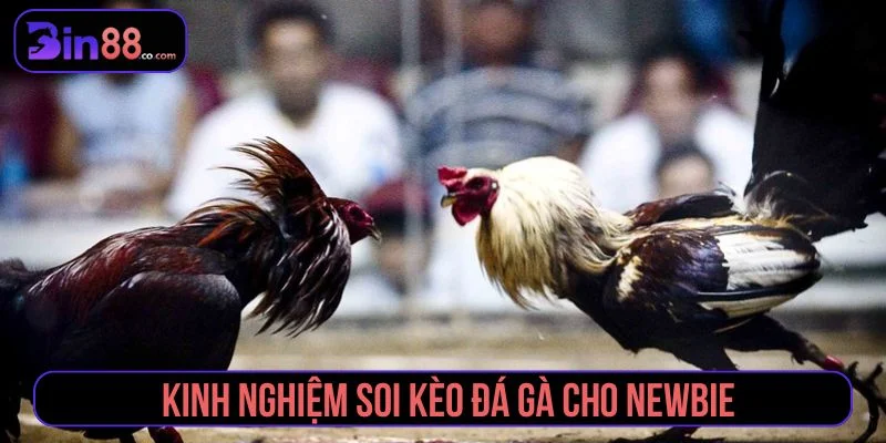 Kinh Nghiệm Soi Kèo Đá Gà - Cách Đọc Kèo Cho Người Mới - AZIVO