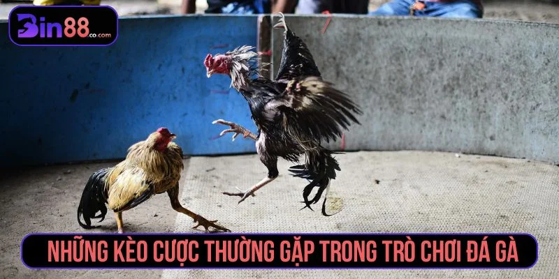 Kinh Nghiệm Soi Kèo Đá Gà - Cách Đọc Kèo Cho Người Mới - AZIVO