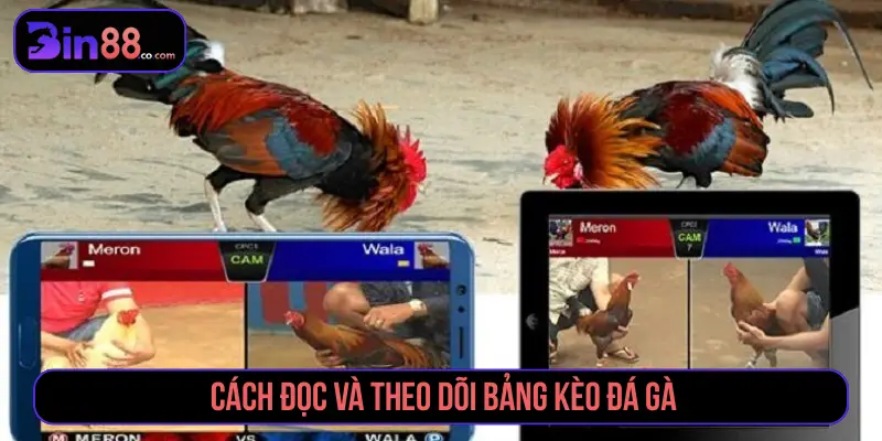 Cách Đặt Cược Đá Gà - Đọc Kèo Meron, Wala Và BDD - AZIVO