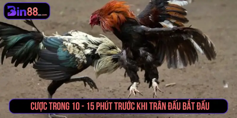 Cách Đặt Cược Đá Gà - Đọc Kèo Meron, Wala Và BDD - AZIVO